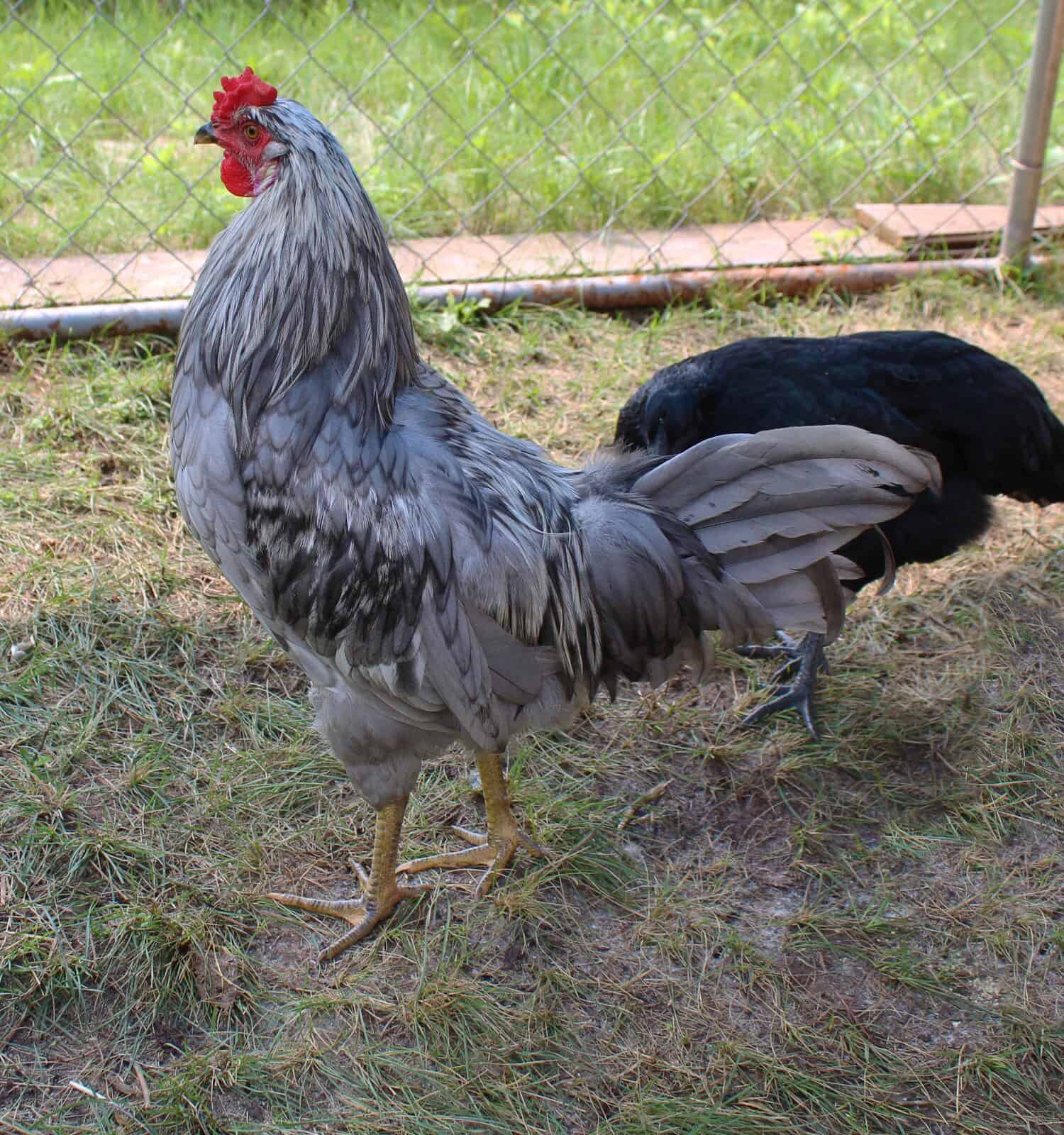 A Young Whiting True Blue Rooster