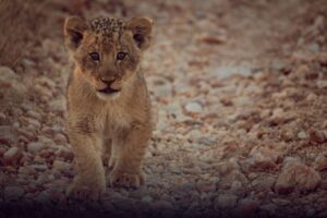 Little Lion Cub Lets Its Instincts Get the Better of It and Chases a Fully Grown Wildebeest photo