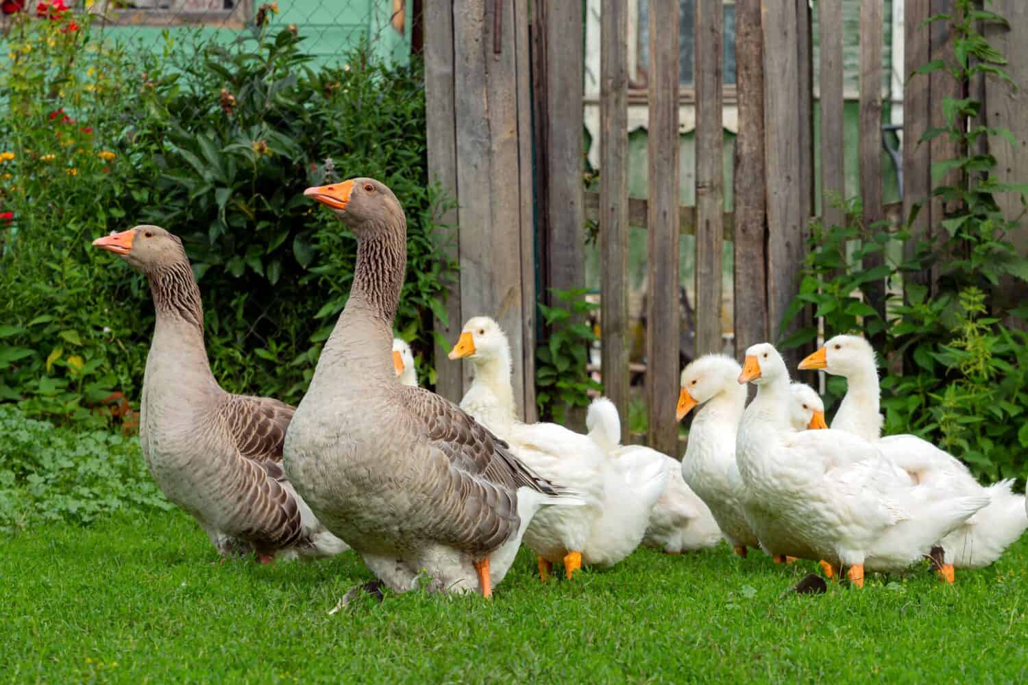 Gray Goose with young white goslings in green grass. 