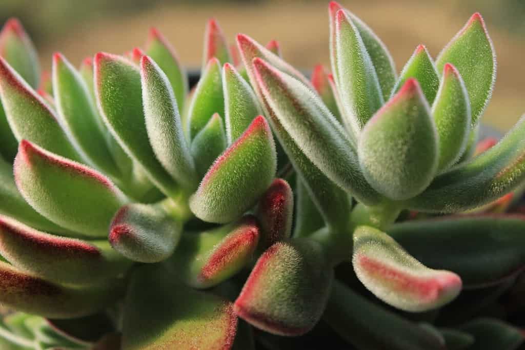 Echeveria pulvinata or the plush plant growing on a small pot on a remote mountain village. Small indoor decorative plant.