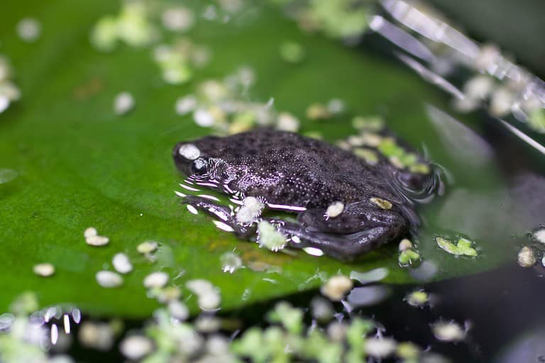 African Dwarf Frog perched on the leaf of an Anubias plant surrounded by duckweed