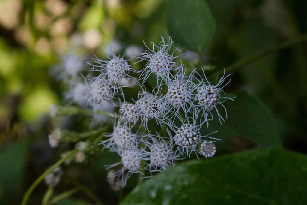 Late boneset flowers that bloom and grow wild are white