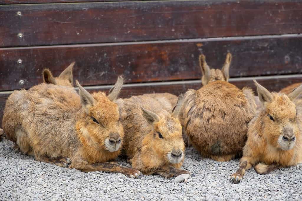 Patagonian cavy in the zoo park