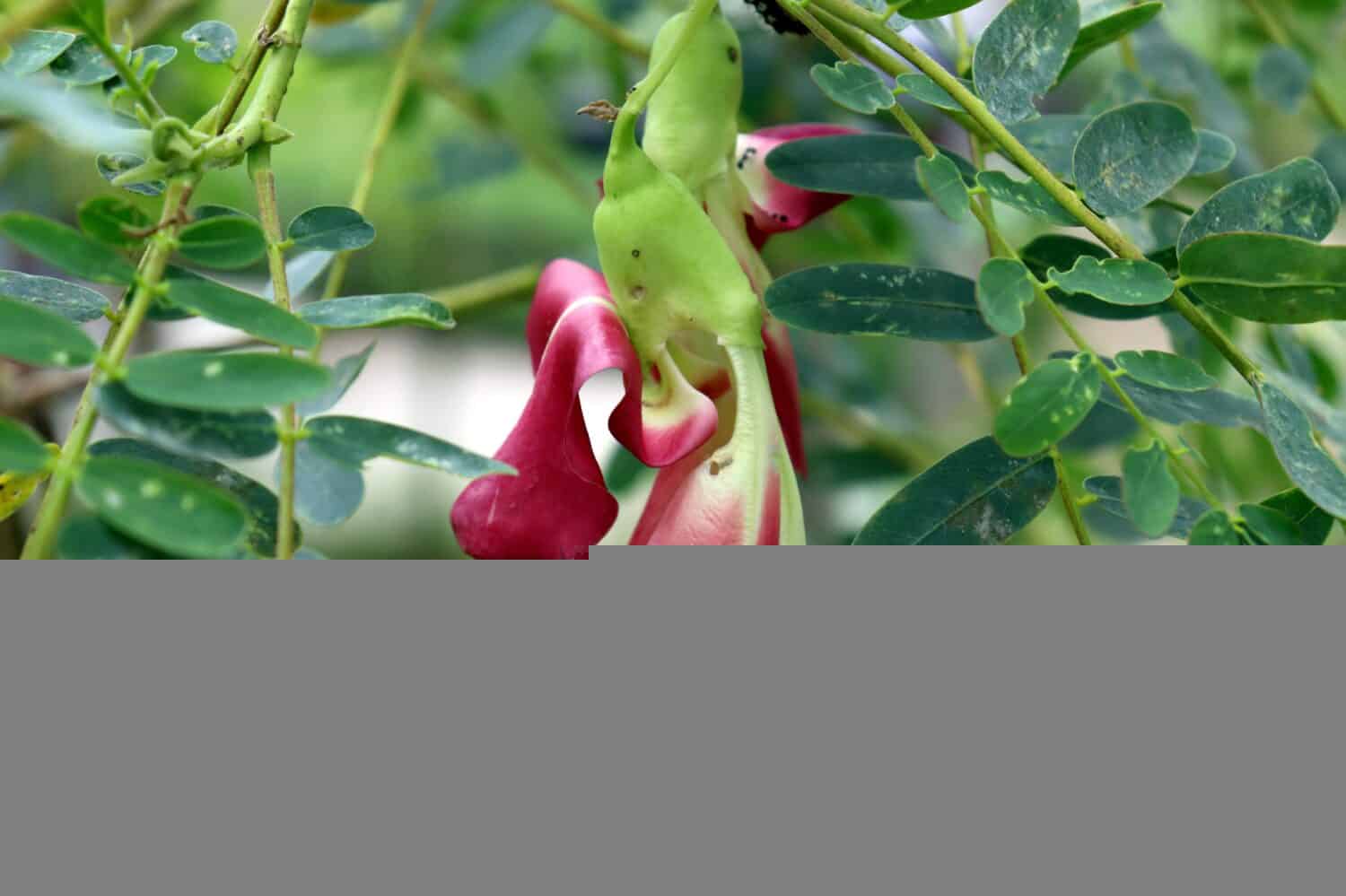 A species of Sesbania, Agasta, Sesban, Vegetable Hummingbird, Humming Bird Tree, Butterfly Tree, Close Up of Agati, Pink Vegetable Hummingbird on Tree
