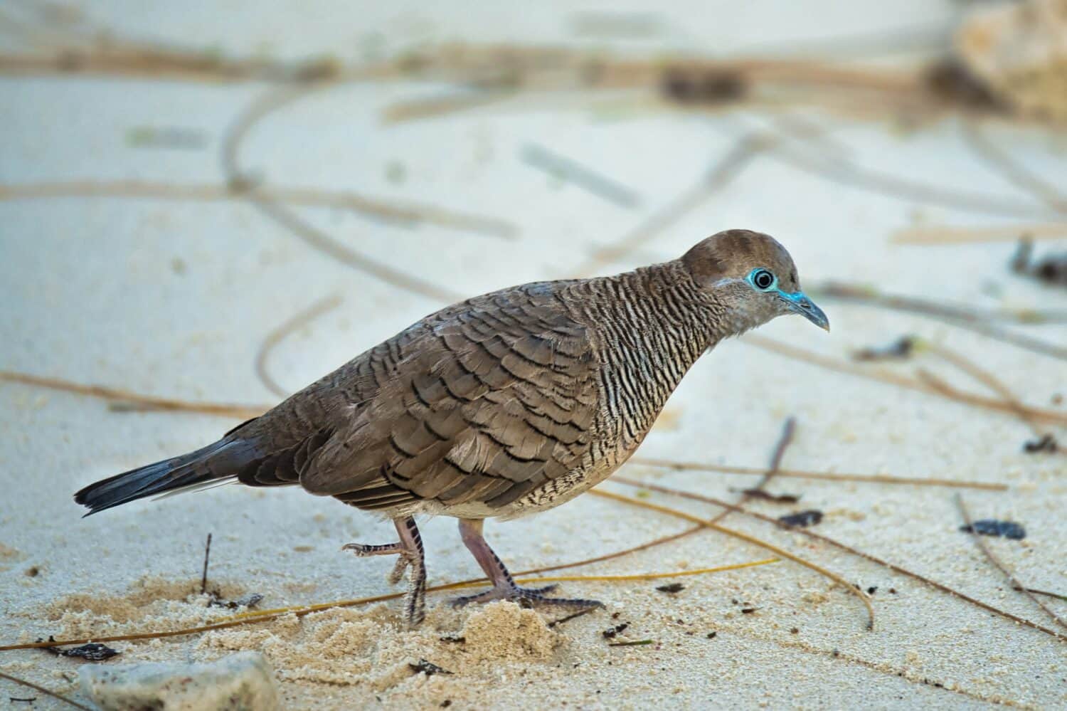The Barred Ground Dove or Zebra Dove on the white sandy beach looking for food, Mahe Seychelles 1