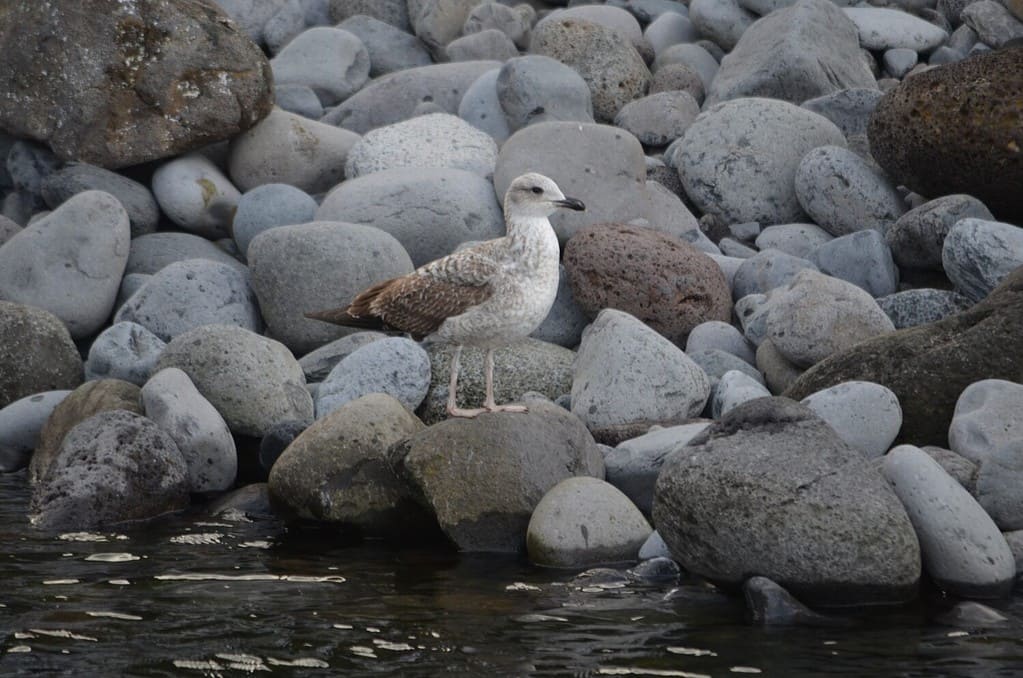 Zino's petrel the symbol of the coast of Madeira