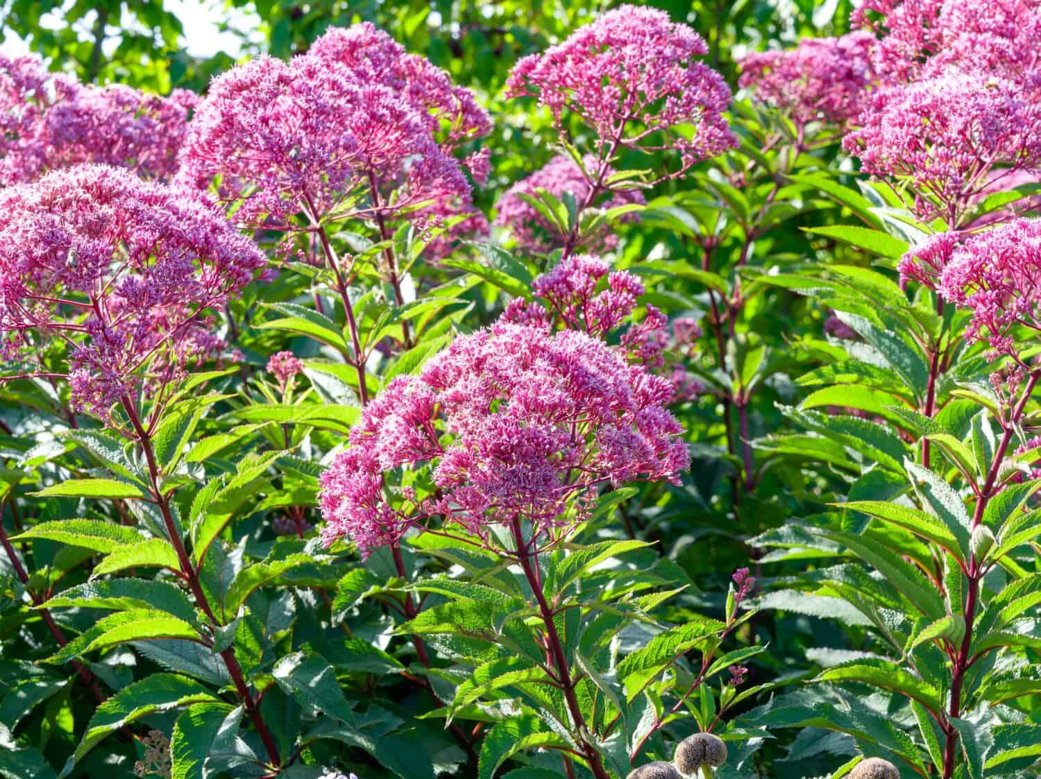 Eupatorium cannabinum | Hemp-agrimony or holy rope. Herbaceous plant with racemes of whitish to pale dusty pink flower heads, tiny and fluffy at top of purplish to dark red hairy stems