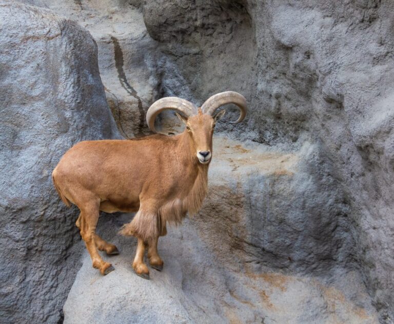 Barbary sheep standing on a rock, looking straight at the camera.