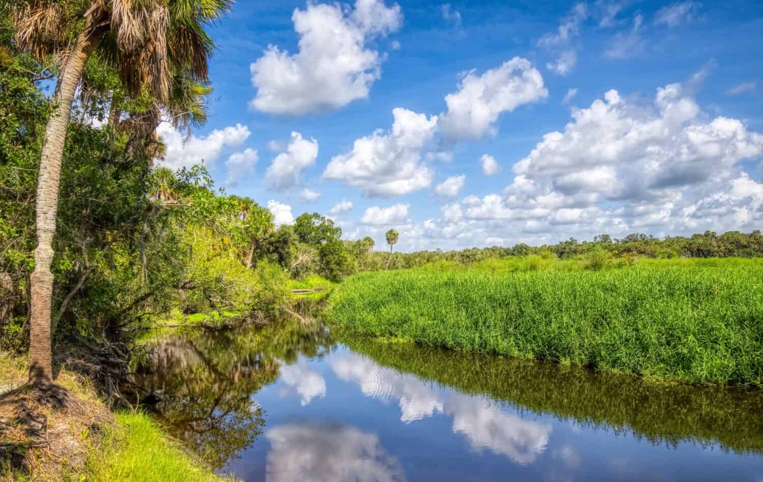 White clouds and blue sky reflecting in the Myakka River in Myakka River State Park in Sarasota Florida USA