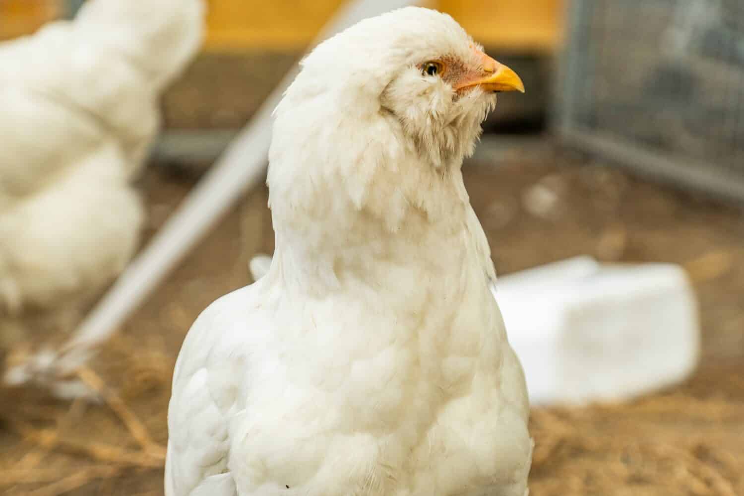 Portrait of a Schijndelaar chicken.