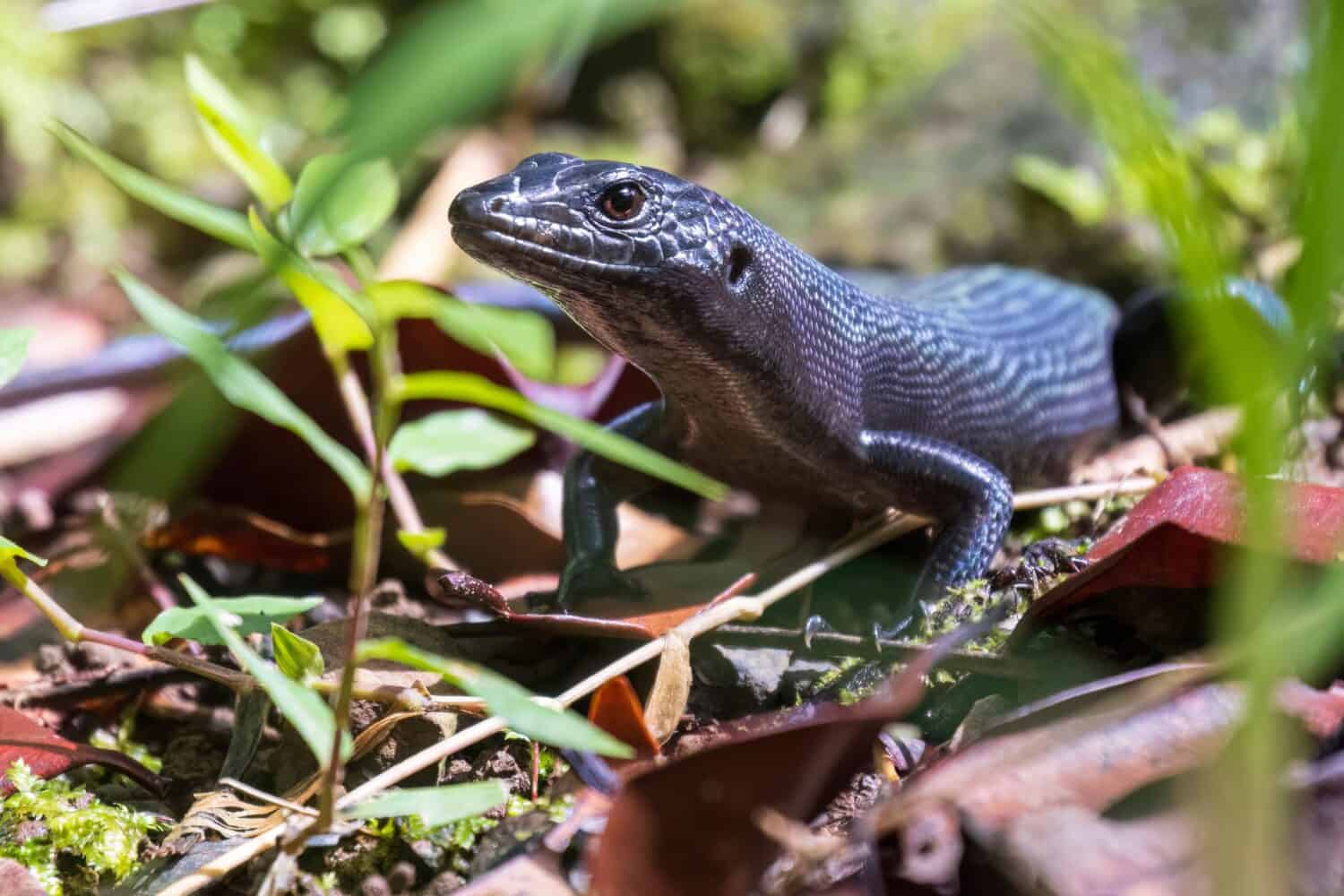 A wild black emo skink on the island of Tutuila in the National Park of American Samoa.