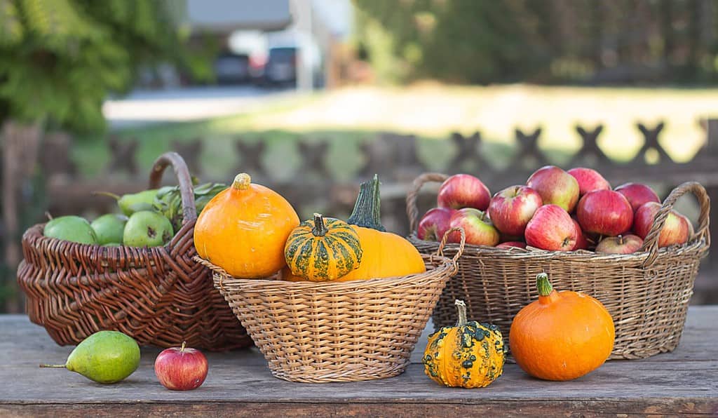 Various pumpkins. Pumpkins, apples and pears on a wooden table in baskets. Thanksgiving Day. Harvesting.