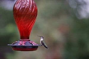 18 Places You Should Avoid Hanging a Hummingbird Feeder Picture
