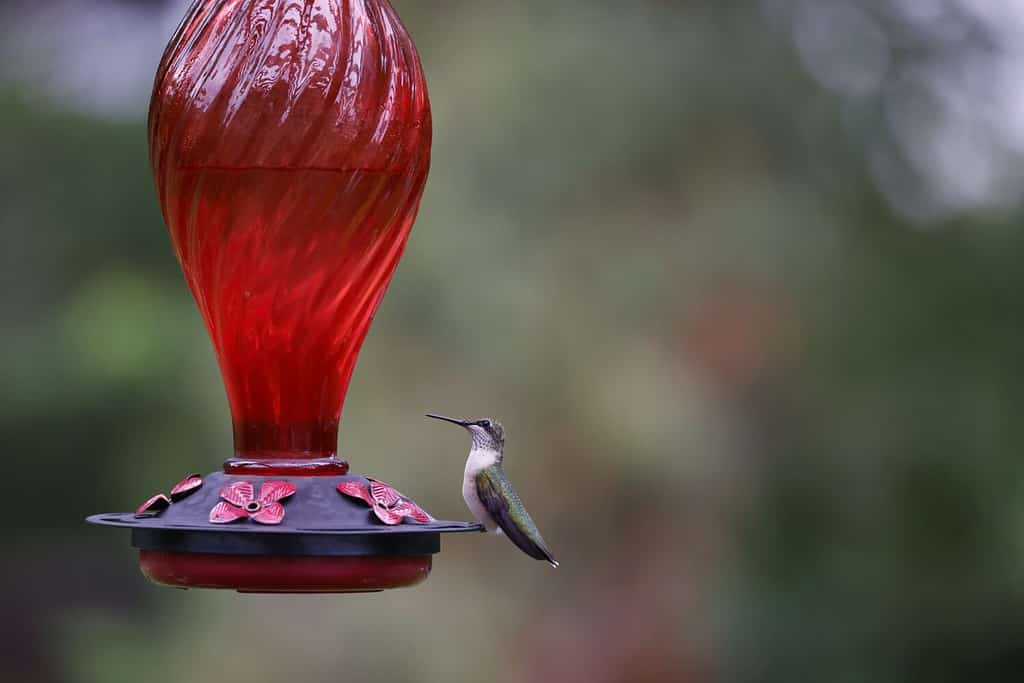 Female Ruby Throated Hummingbird navigates a windy day to feed at a red, glass hummingbird feeder.