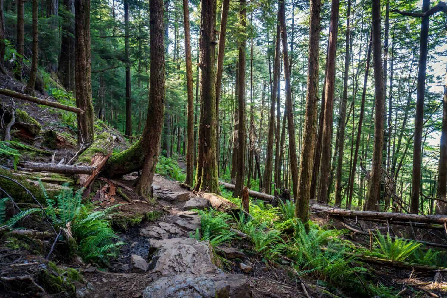 Rainbird Hiking Trail in Tongass National Forest in Ketchikan, Alaska. Sitka spruce, ferns, and rocky trail through temperate rain forest.  