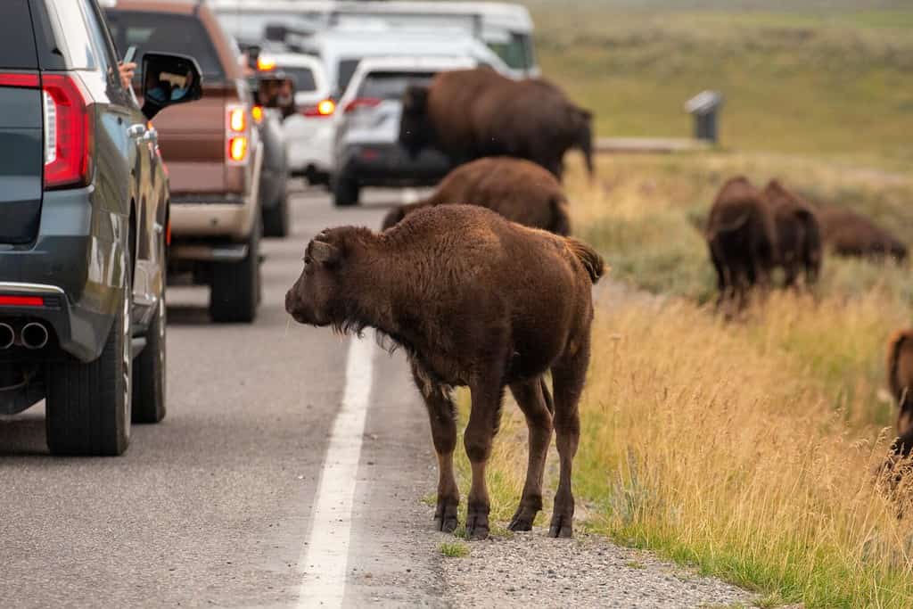 Majestic bison causing a traffic jam in Yellowstone, with vehicles waiting patiently and a dog strolling nearby, showcasing nature's dominance.