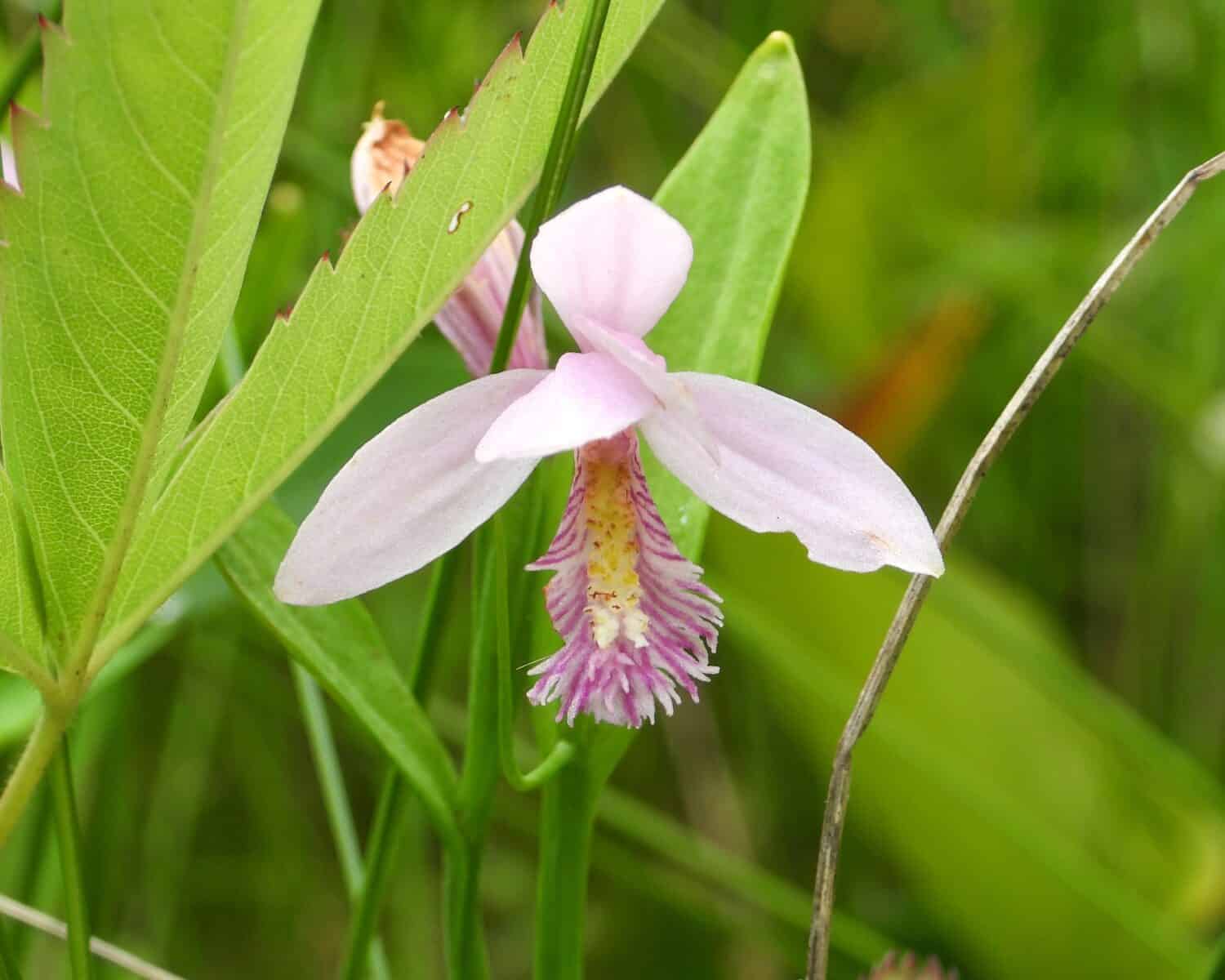 Pogonia ophioglossoides (Rose Pogonia) Native North American Orchid Wildflower