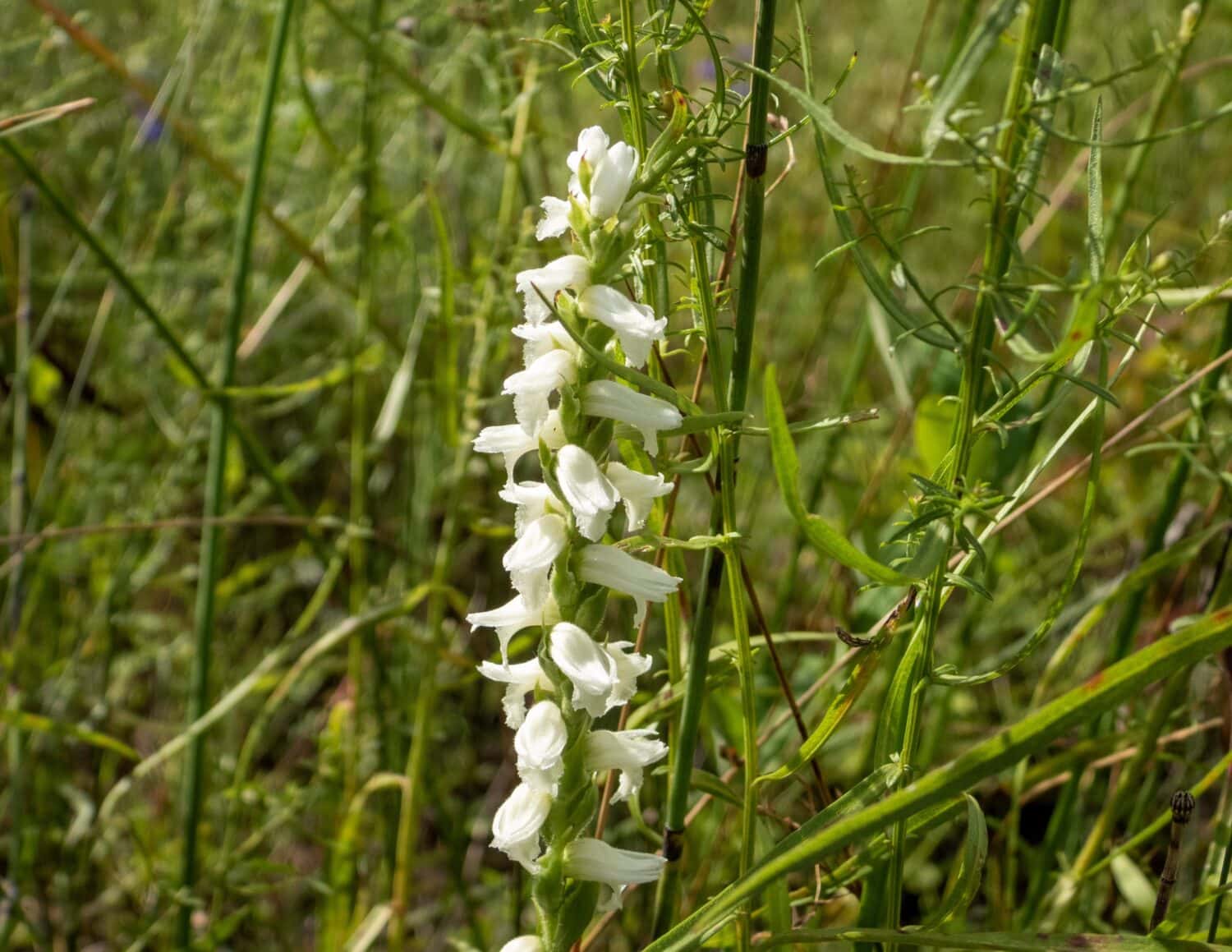 Spiranthes cernua (Nodding Ladies'-tresses) Native North American Orchid Wildflower 