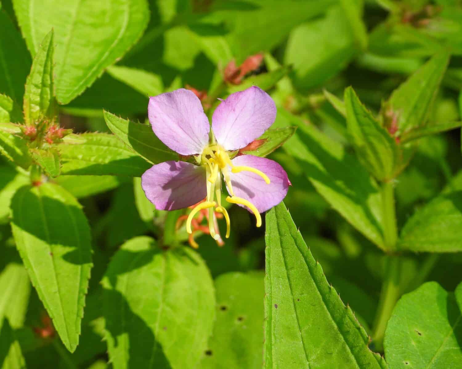 Rhexia virginica (Virginia Meadow Beauty) Native North American Wetland Wildflower