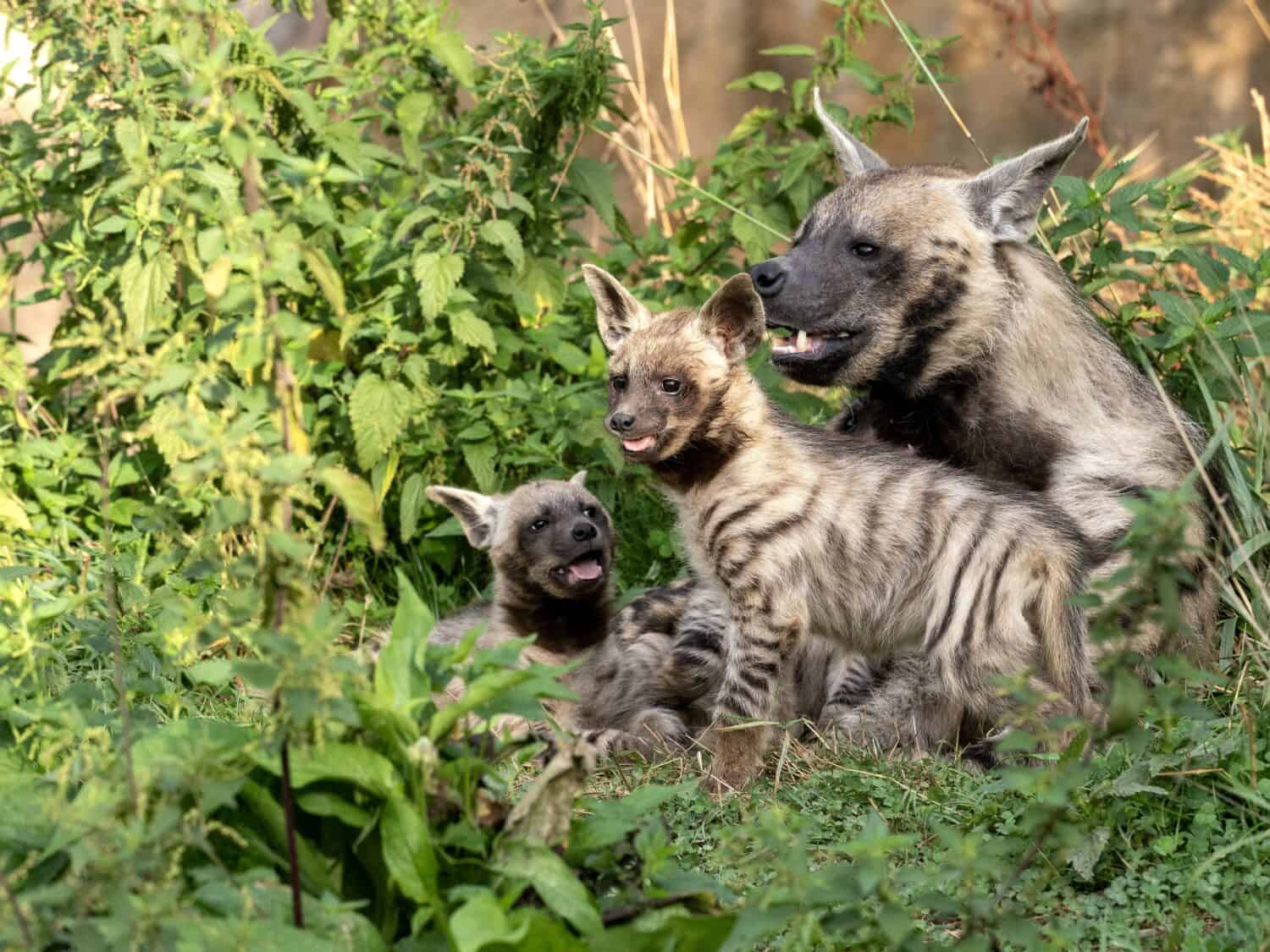 Striped hyena and young cubs