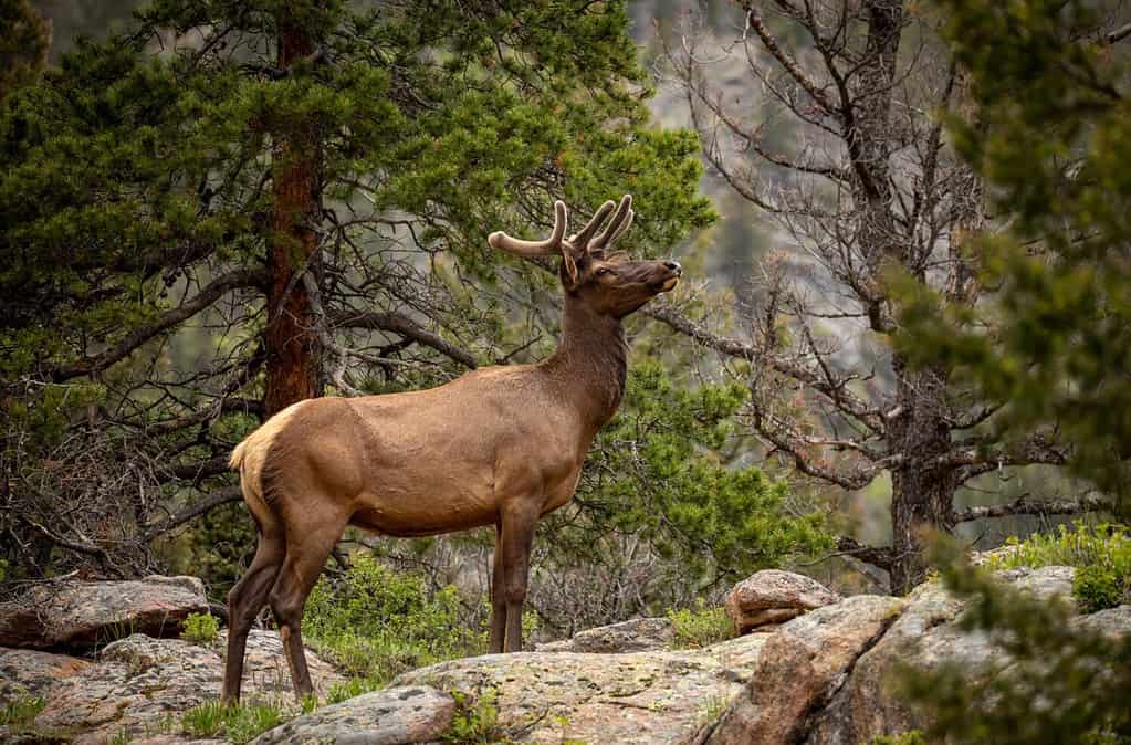 Roosevelt Elk in the Ozark National Forest in Arkansas.