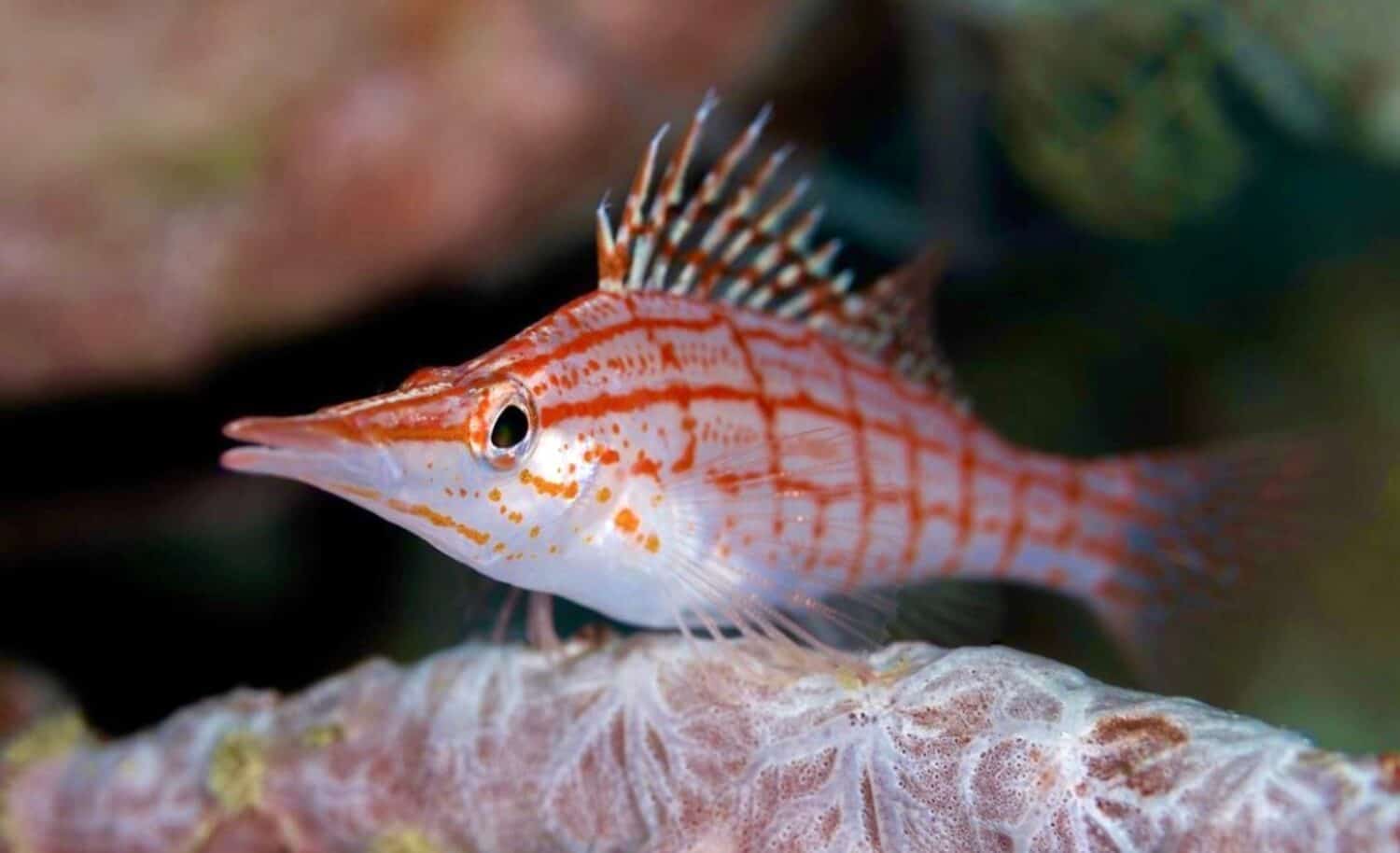 the accompanying longnose hawkfish is hiding on the coral reef