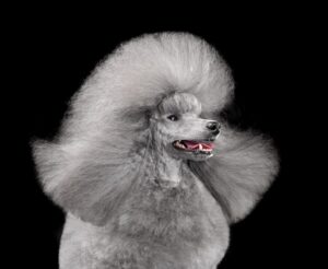 How to Train Your Poodle: The 5 Best Methods and Tips Picture