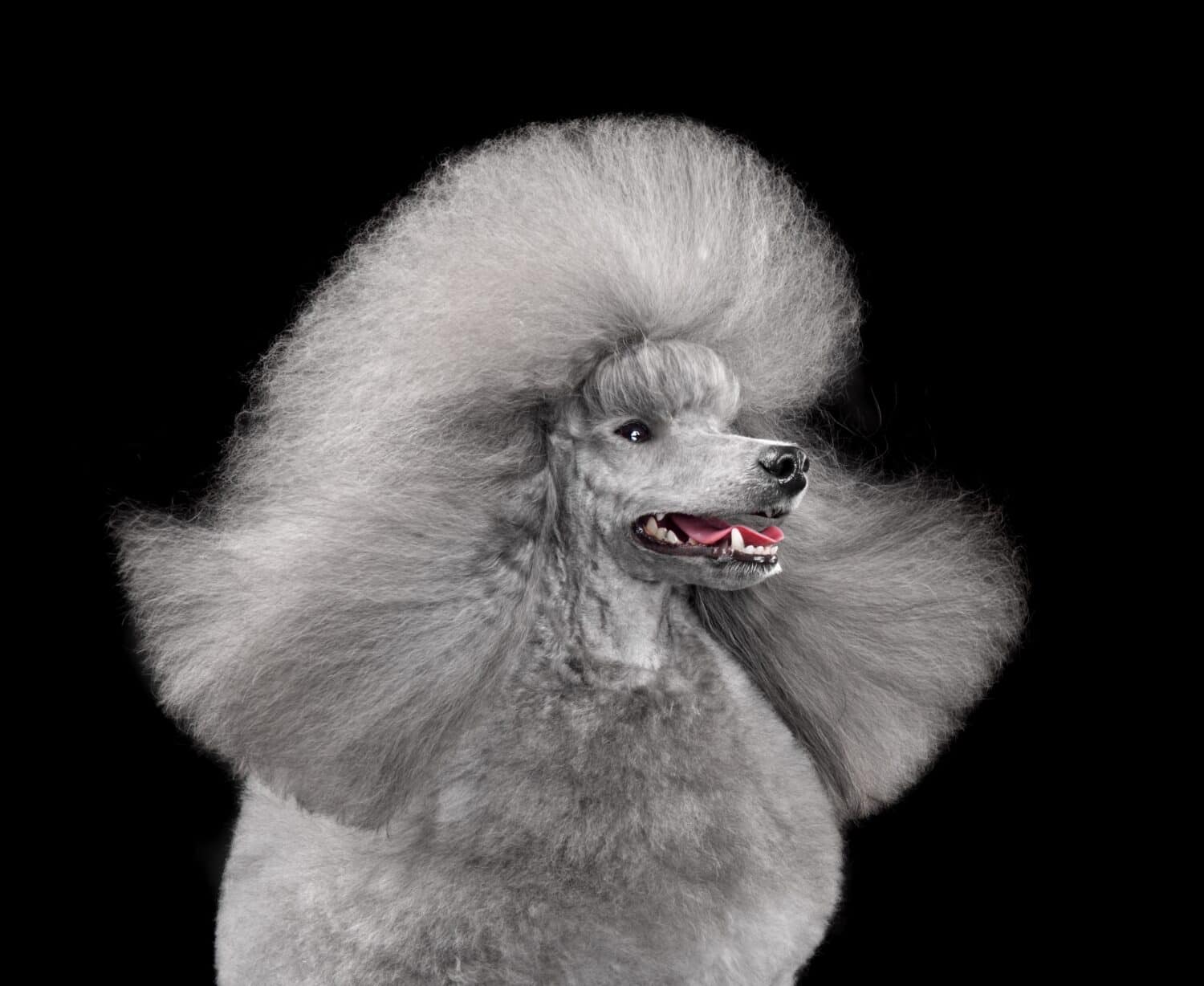 Beautiful silver toy poodle with open mouth and wind-blown fur isilated on a black background