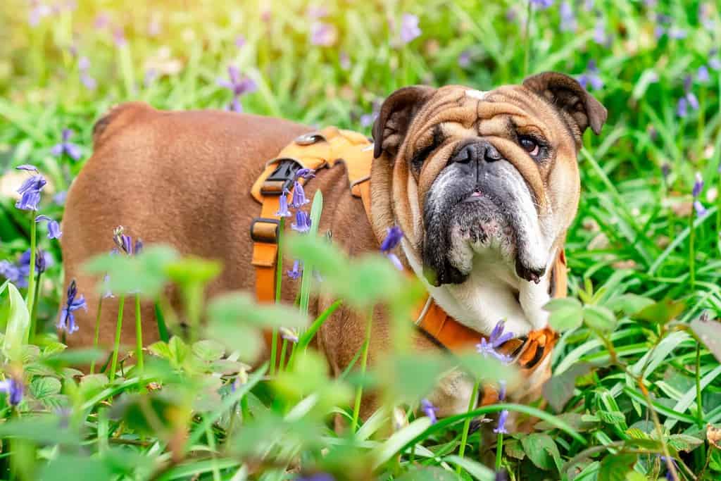 Red English British Bulldog Dog looking up, and walking in grass and bluebells on spring hot sunny day