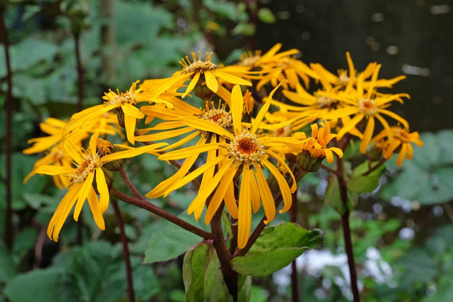 Ligularia, also known as summer ragwort or leopard plant 'Britt Marie Crawford' in flower.