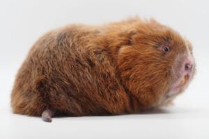 Bam Boo Rat in studio white background