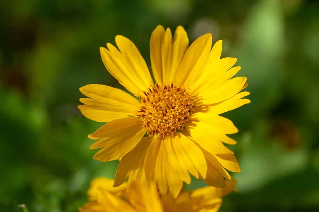 The 12 Most Colorful Fall-Blooming Flowers in North Carolina - A-Z Animals