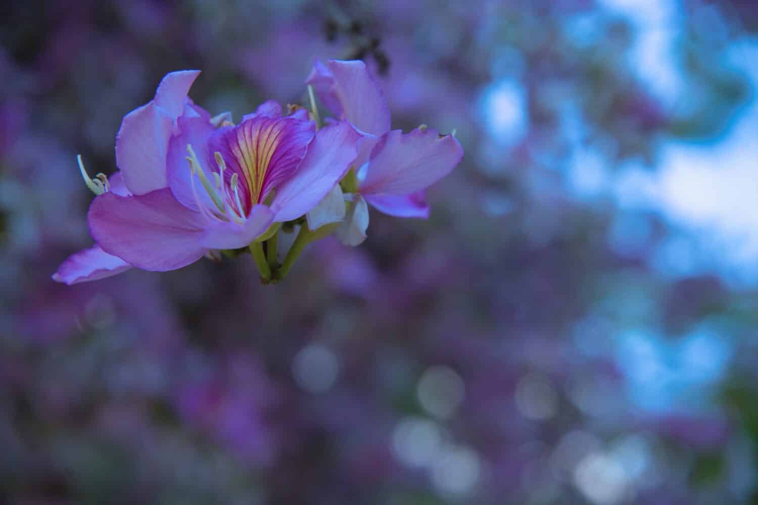 Albero delle orchidee, noto anche come albero semiresistente, albero delle orchidee viola, frassino delle farfalle, albero delle orchidee, piede dei cammelli bianchi, ebano di montagna.  Utile per progetti di giardinaggio, botanica, cosmetica, bellezza e natura