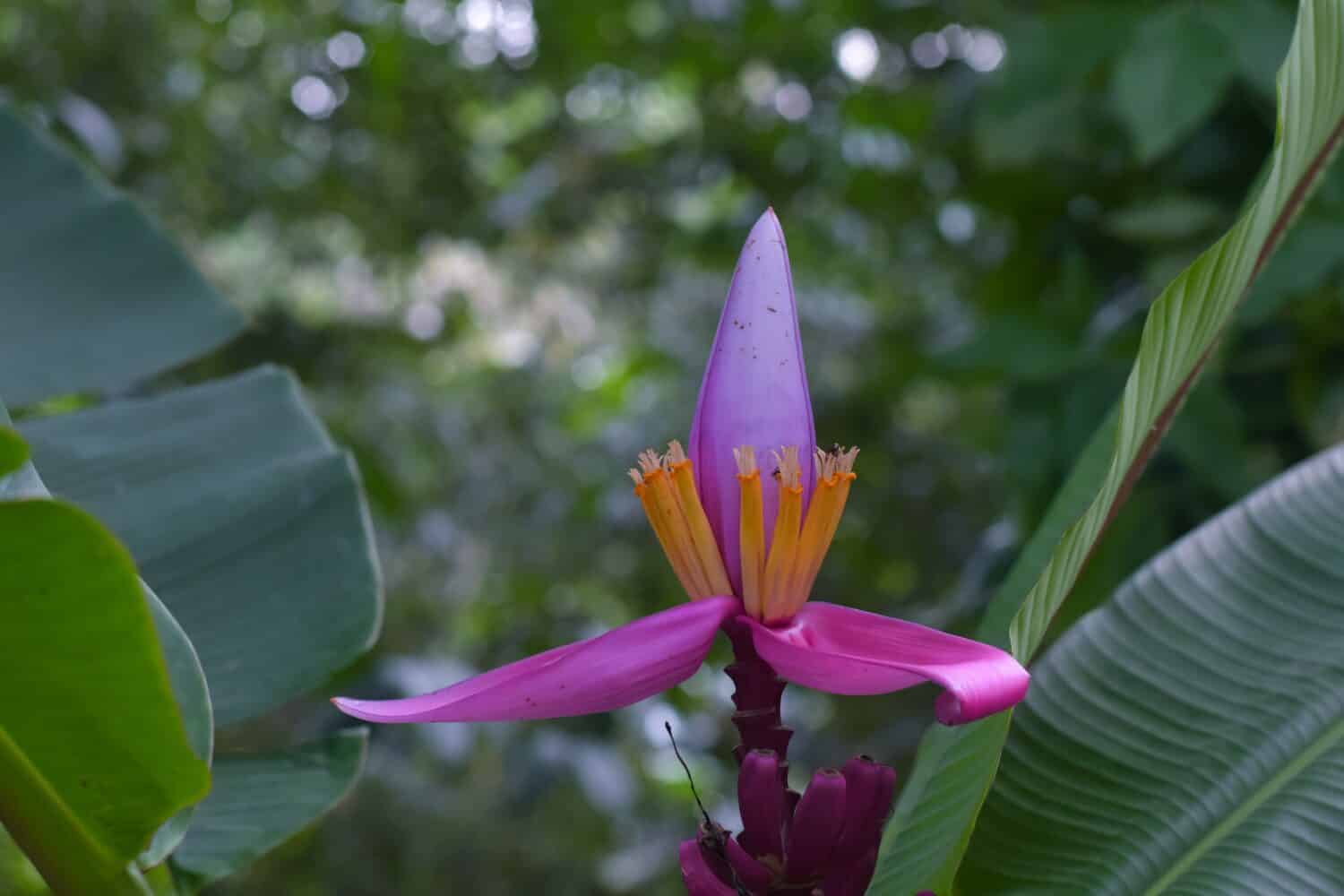 Musa Ornata 'Royal Purple'. Botanical Garden, Bogor.