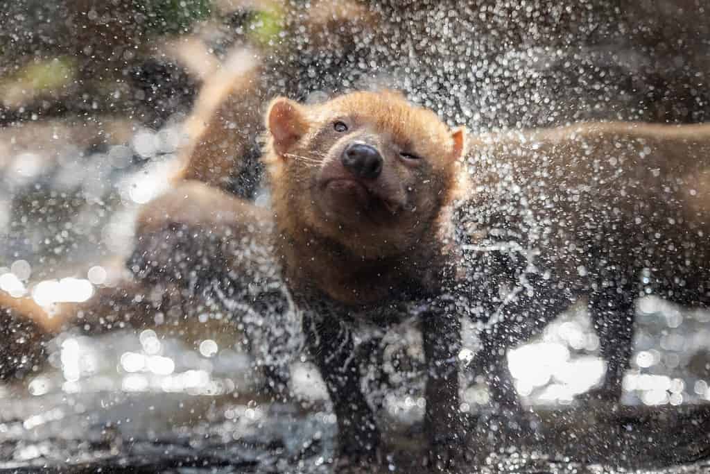 Bush dog (Speothos venaticus) in nature. Bush dogs are found from Panama in Central America, through much of South America.