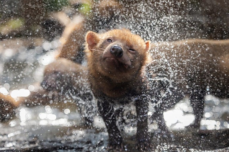 Bush Dog Animal Facts - Speothos venaticus - A-Z Animals