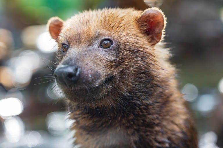 Bush Dog Pictures - AZ Animals