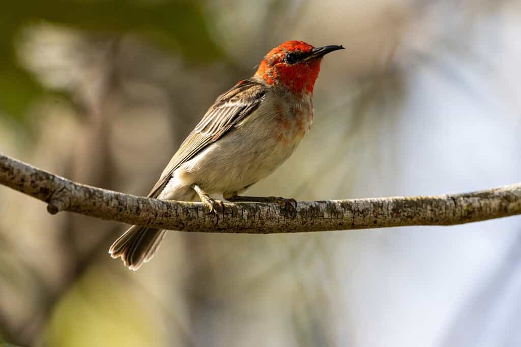 A male Scarlet honeyeater bird perched on a tree branch