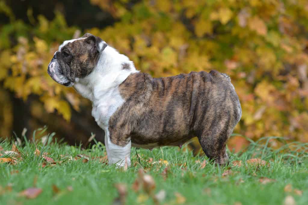 english bulldog standing in the grass