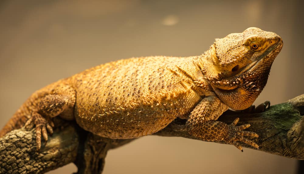 A slightly overweight German Giant bearded dragon warms himself close to his warming lamp.