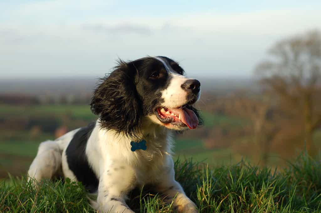 English springer spaniel sitting down looking out over the countryside.