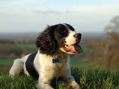 A English Springer Spaniel