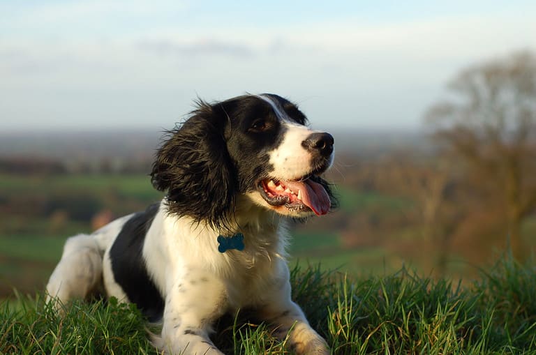English Springer Spaniel