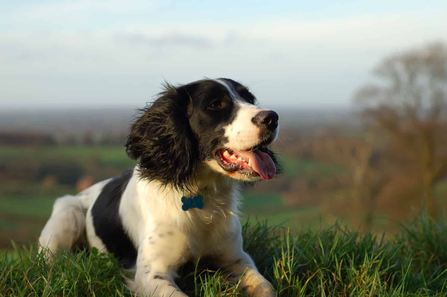 English springer spaniel sitting down looking out over the countryside.
