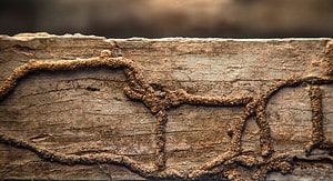 Termites in California: Types, Risks, and How to Prevent Them Picture