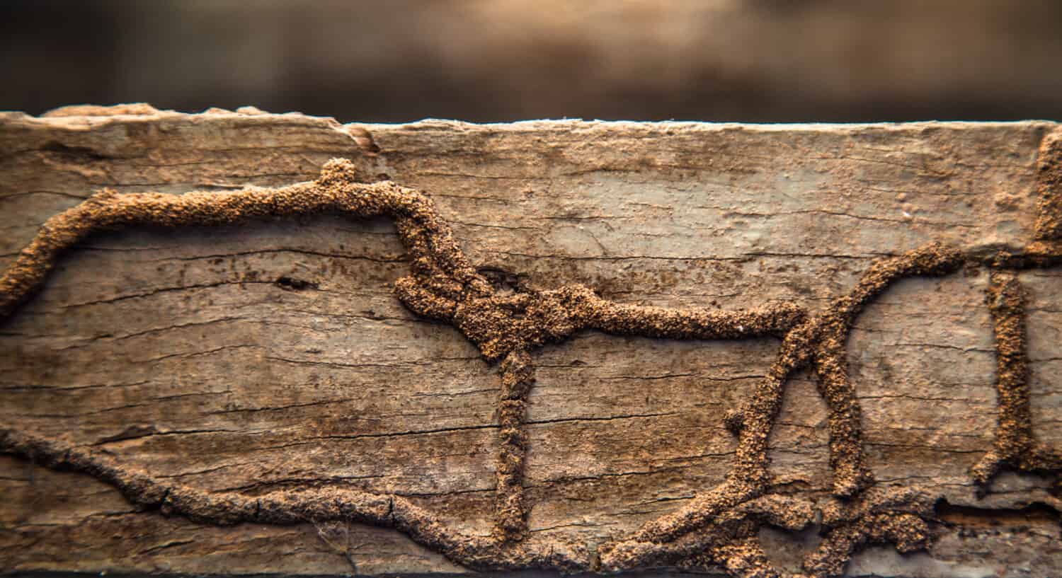 Termites eat wood surface, a wood that is naturally rich termites as discontinued operation and long life.