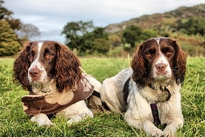 English Springer Spaniel Colors: Most Common to Rarest photo