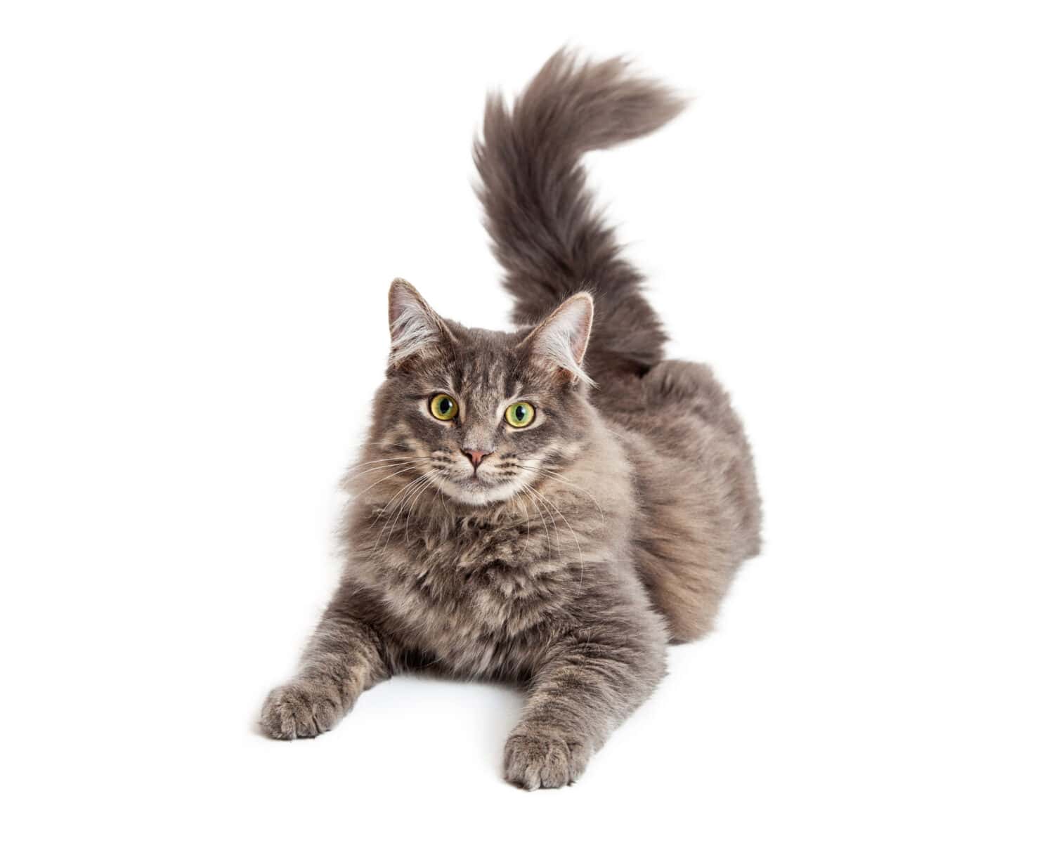 Beautiful adult gray color domestic medium hair cat laying down and looking straight at the camera