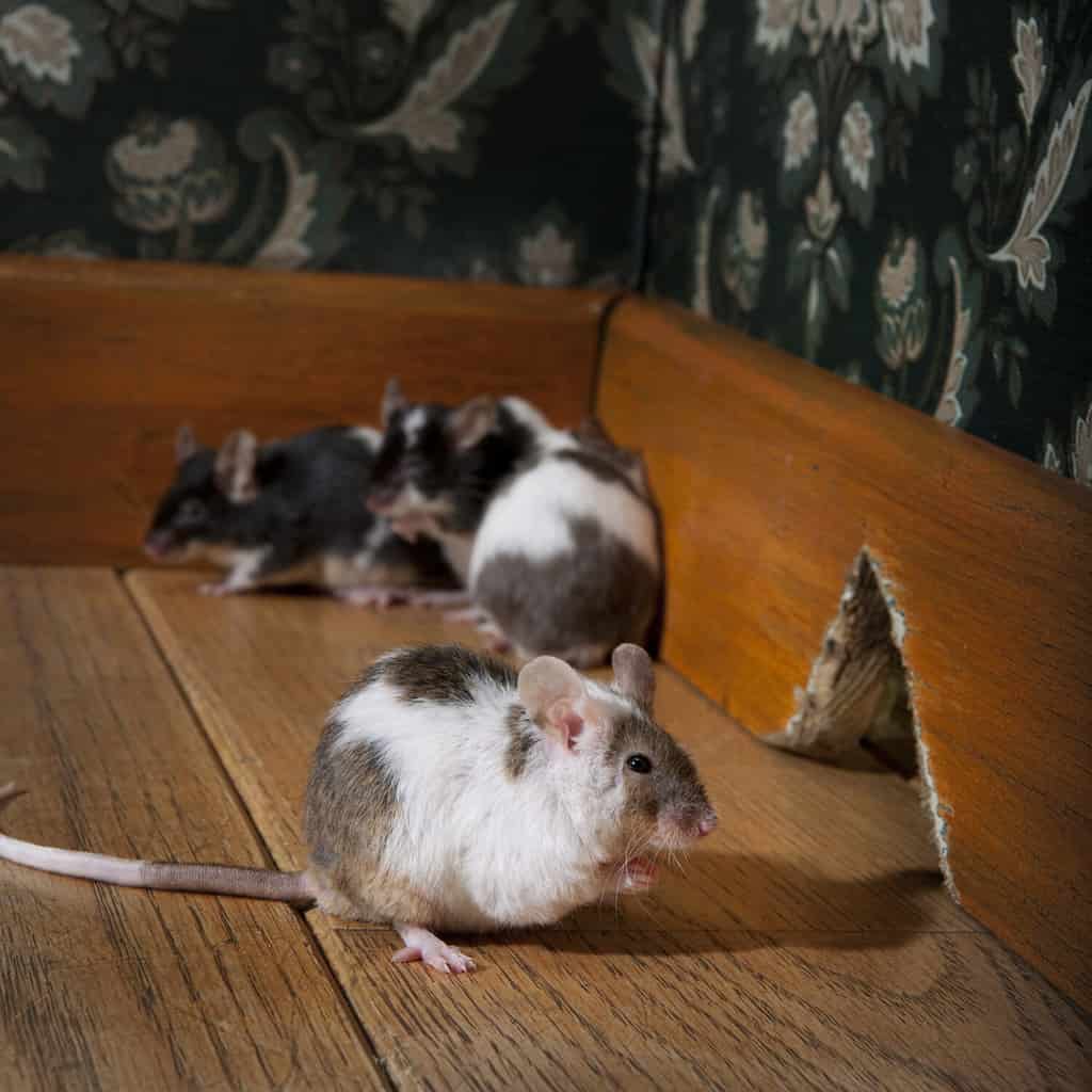 grouf of mice walking in a luxury old-fashioned room, We can see her hole in the background