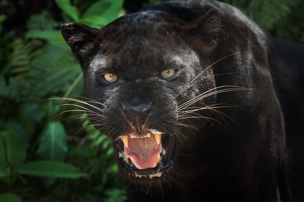 10 Interesting Facts About Panthers A Z Animals